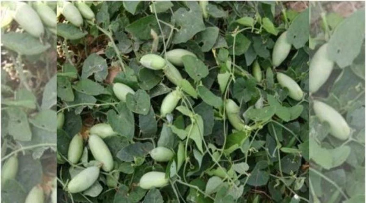 परवल की खेती (Pointed Gourd)