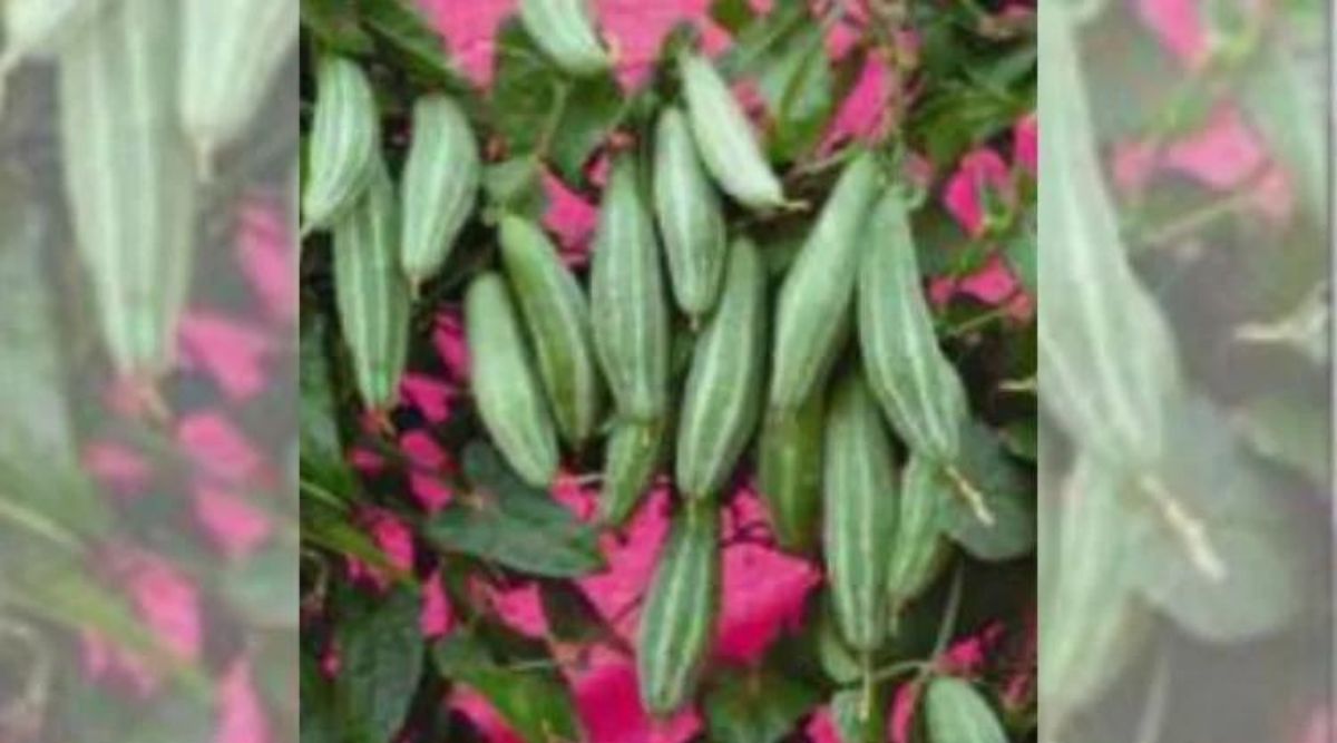 परवल की खेती (Pointed Gourd)