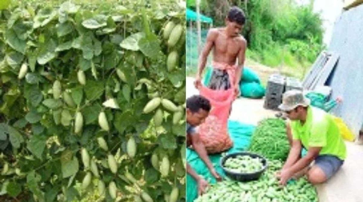 परवल की खेती (Pointed Gourd)