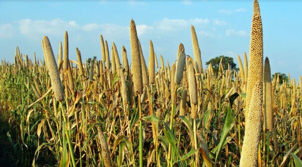 मोटे अनाज millets farming