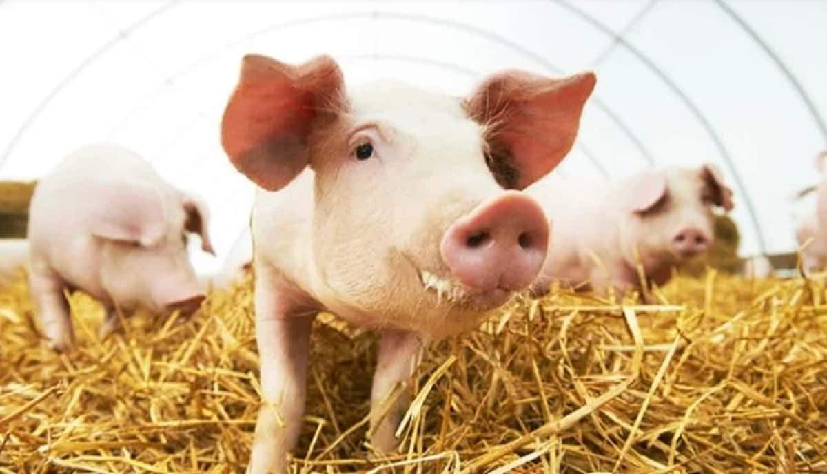 Pig Farming