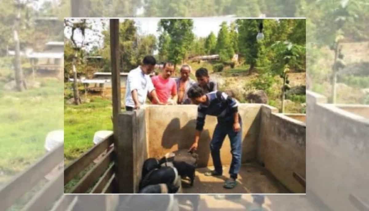 Pig Farming : सूअर पालन