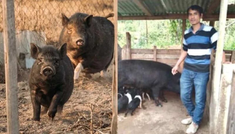 Pig Farming : सूअर पालन