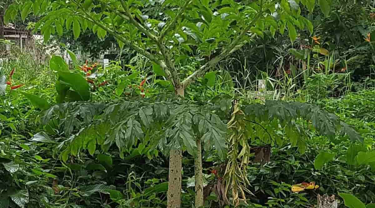Suran, Jimikand or Elephant Yam Suran, Jimikand or Elephant Yam