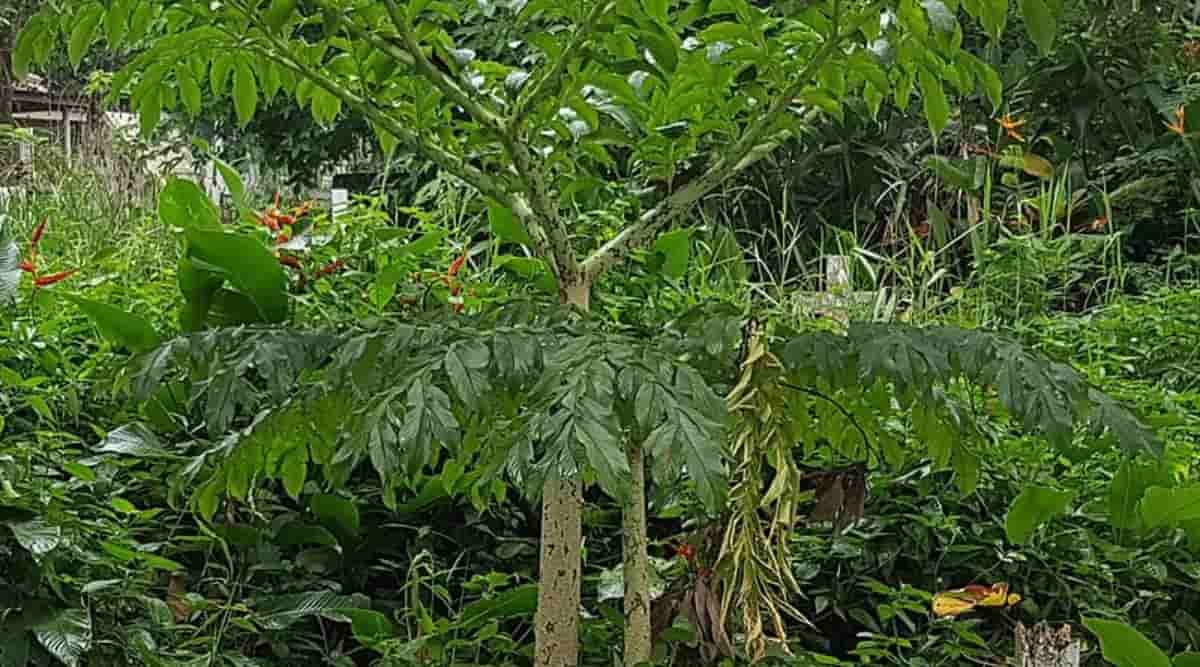 Suran, Jimikand or Elephant Yam