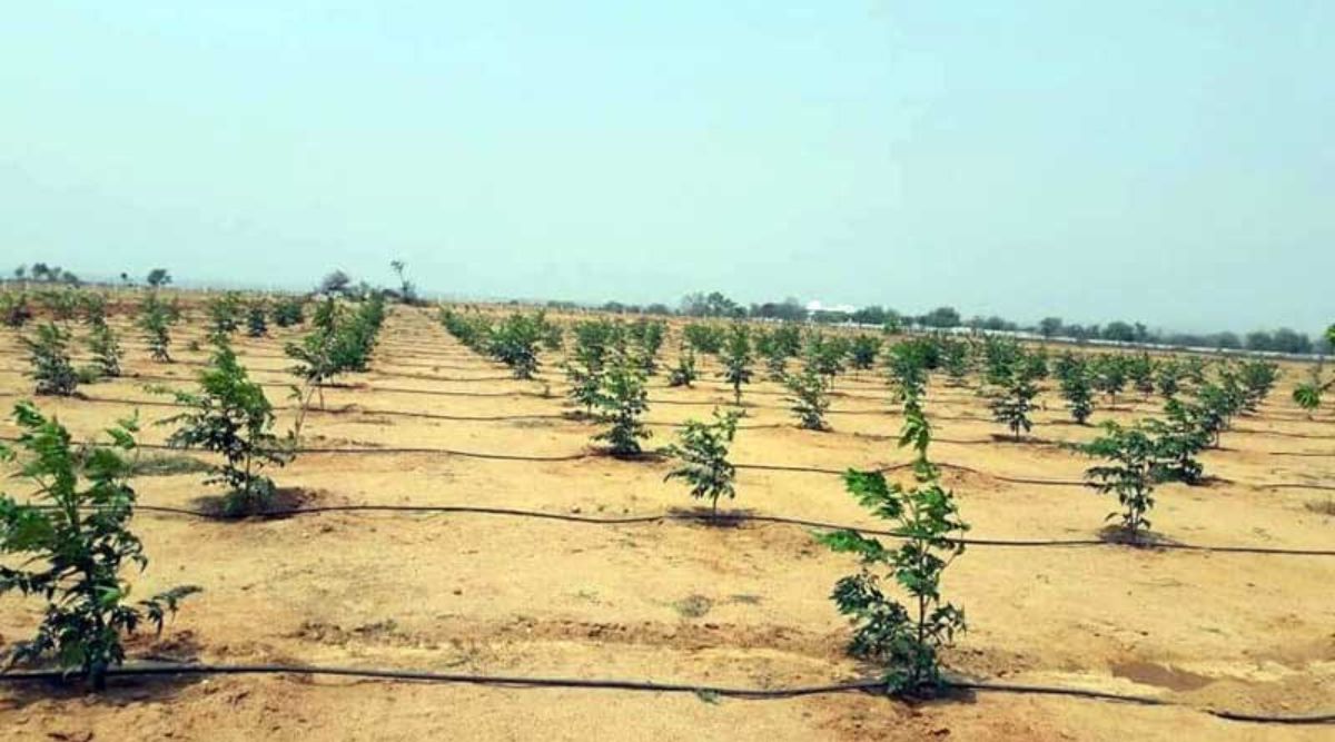 मालाबार नीम की खेती - Malabar Neem Cultivation