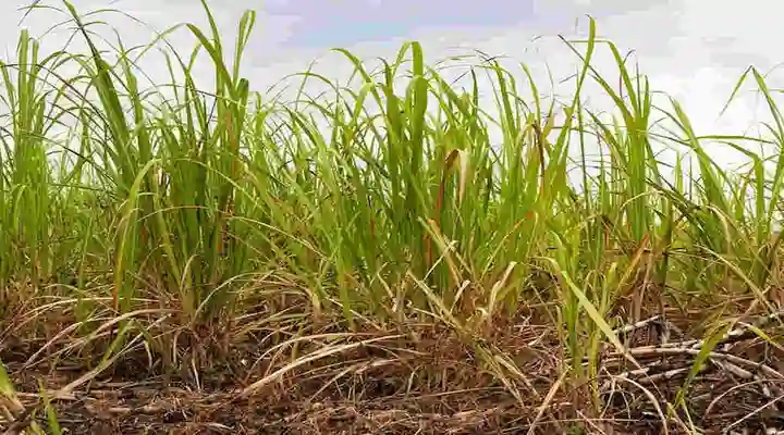 मुंजा घास munja grass