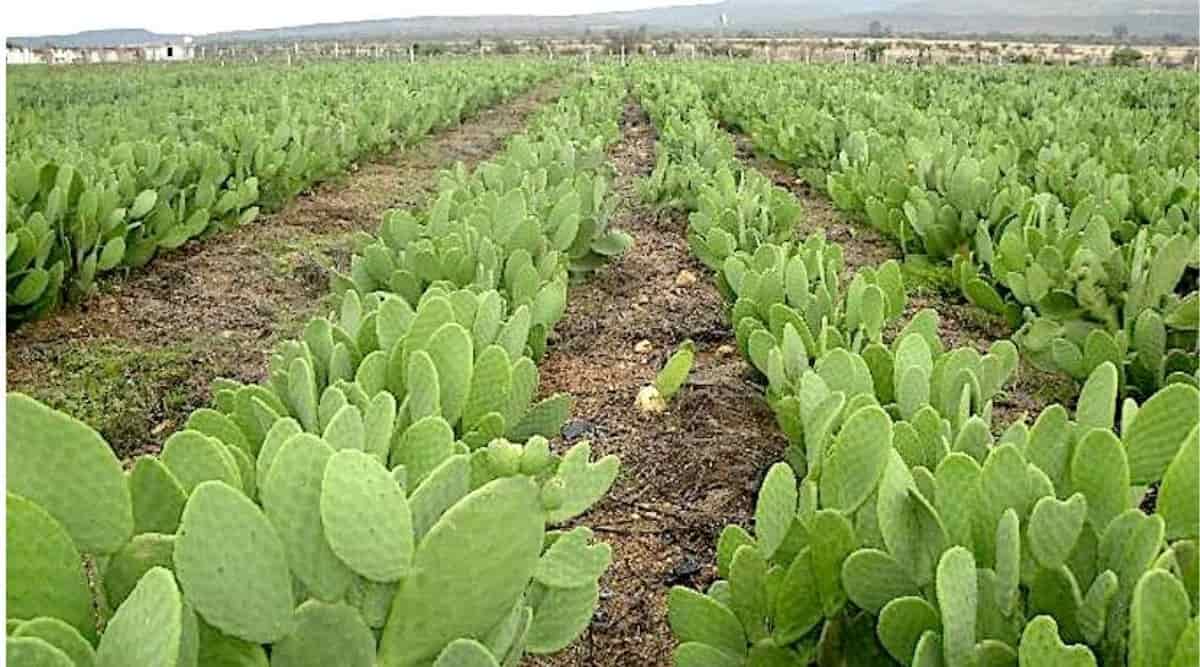 nagfani cactus plant