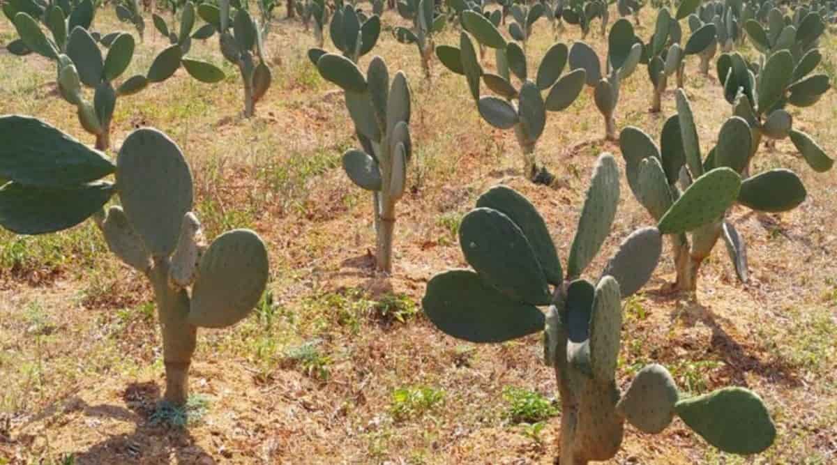 nagfani cactus plant