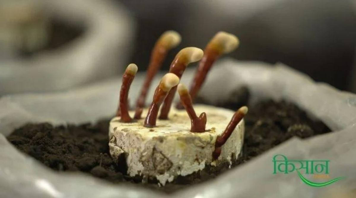 गैनोडर्मा मशरूम की खेती Ganoderma mushroom 