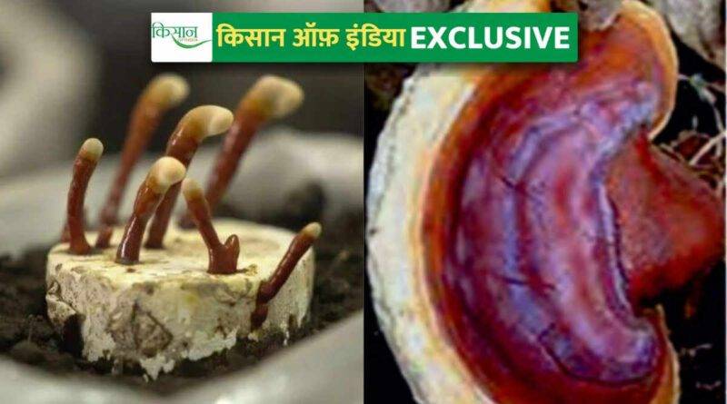 गैनोडर्मा मशरूम की खेती Ganoderma mushroom