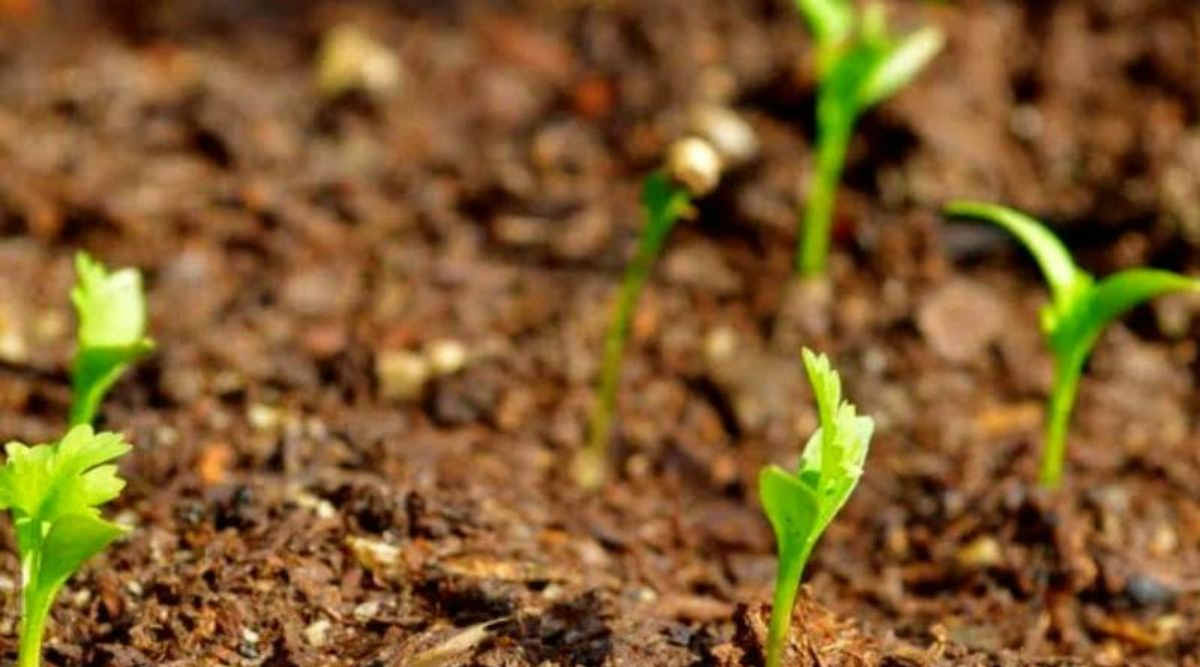 धनिये की खेती (Coriander Farming)