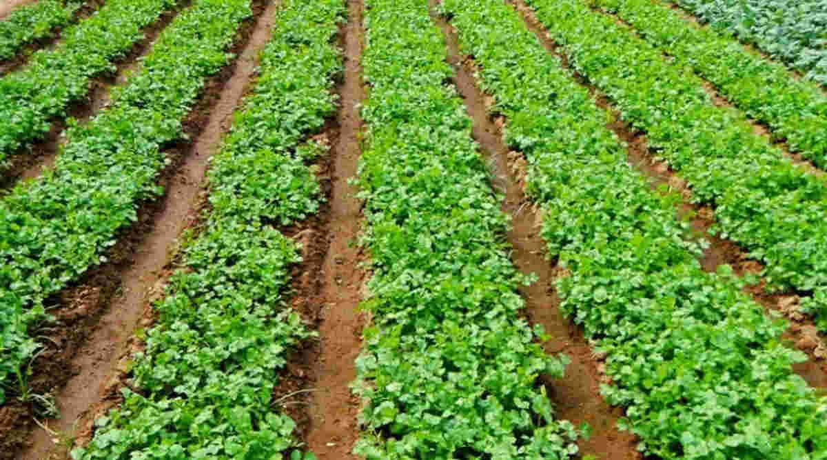 धनिये की खेती (Coriander Farming)