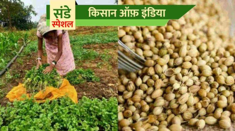 धनिये की खेती (Coriander Farming)