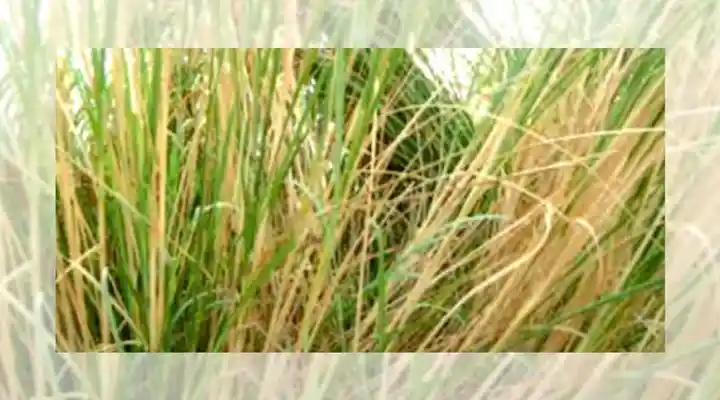 मुंजा घास munja grass