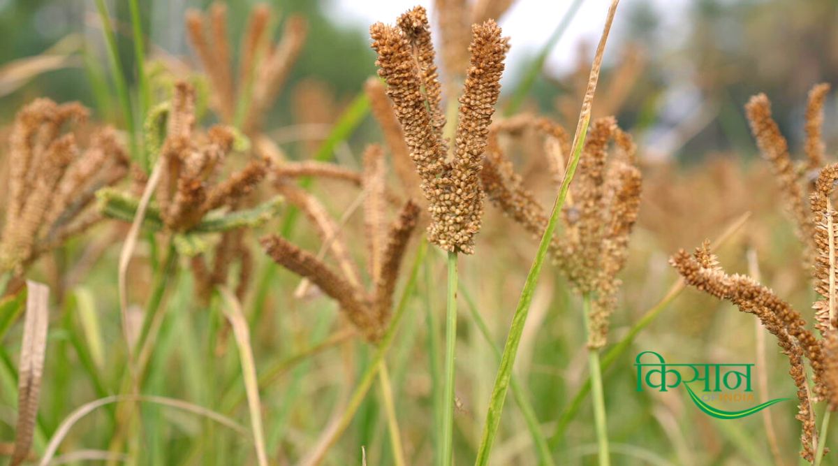 मोटे आनाज की खेती मोटे आनाज की खेती millets farming (1)