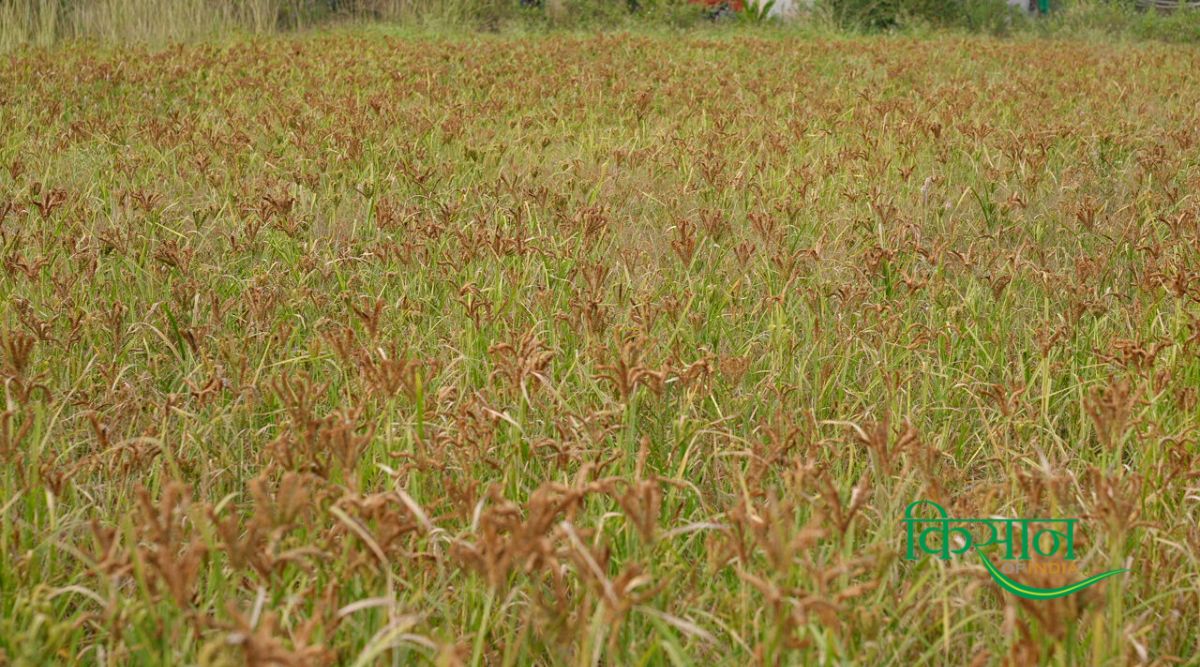 मोटे आनाज की खेती मोटे आनाज की खेती millets farming (4)