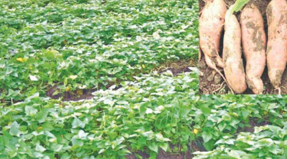 Sweet Potato Farming: शकरकन्द की उन्नत खेती