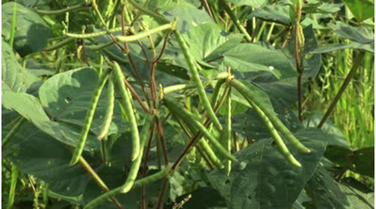 Moong Cultivation - मूंग की खेती Moong Cultivation - मूंग की खेती