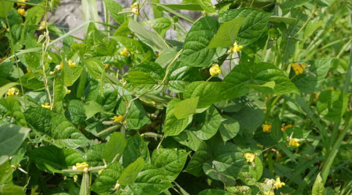 Moong Cultivation - मूंग की खेती (Picture: Gardeningtips)