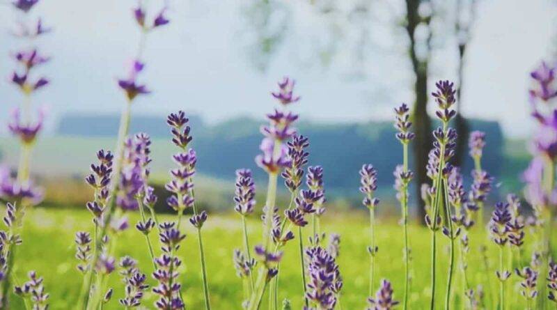 Lavenders Plant - लैवेंडर की खेती