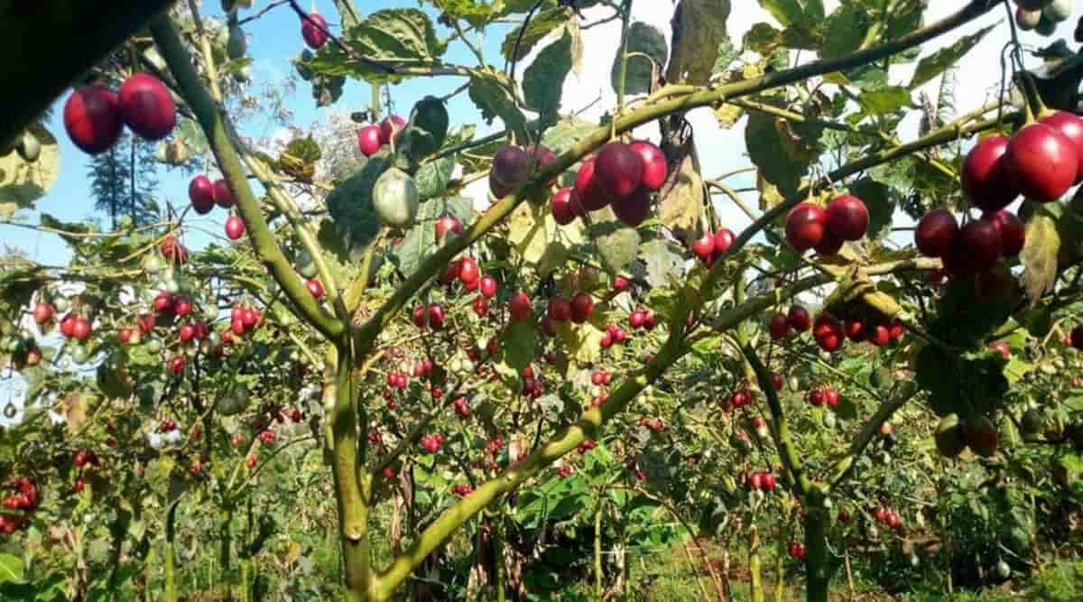 Tree Tomato