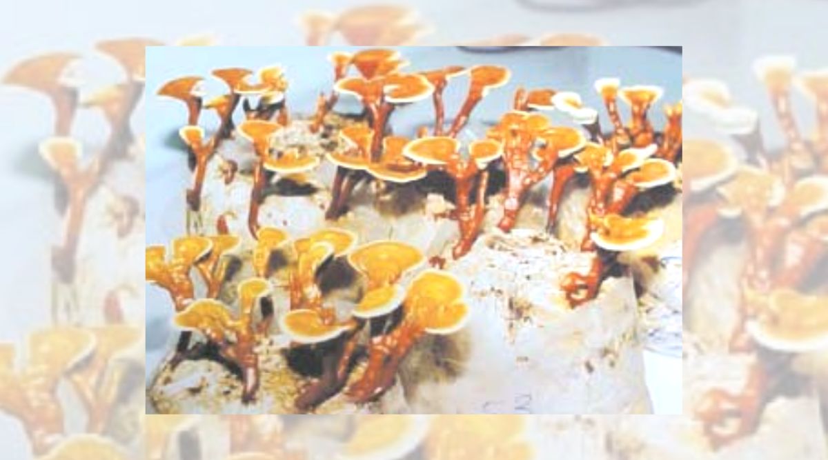 गैनोडर्मा मशरूम ganoderma mushroom 