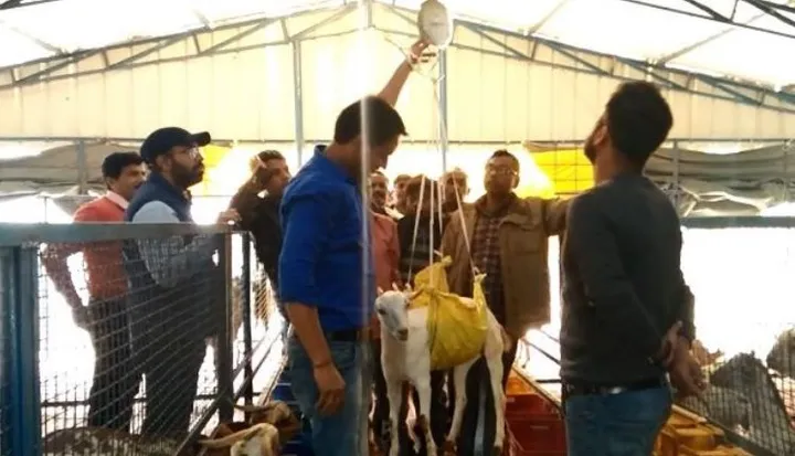 बकरी पालन से कमाई (goat farming profit)