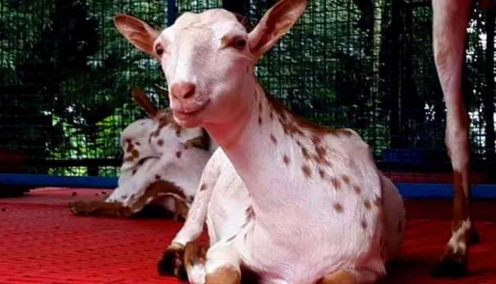 बकरी पालन से कमाई (goat farming profit)