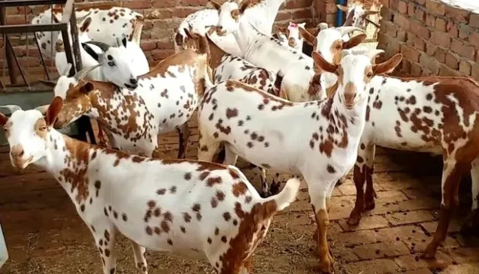 बकरी पालन से कमाई (goat farming profit)