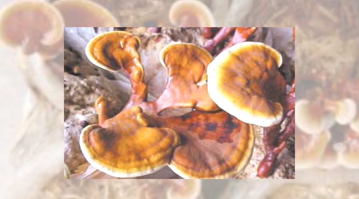 गैनोडर्मा मशरूम ganoderma mushroom 