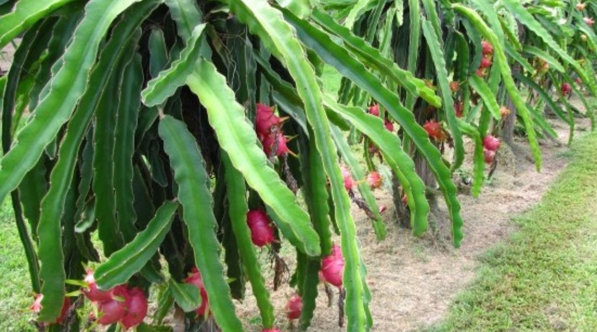 Dragon Fruit Farming ड्रैगन फ्रूट की खेती - Pitaya (पिताया) ड्रैगन फ्रूट की खेती