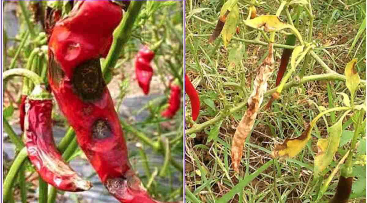 मिर्च उत्पादन Chilli Disease