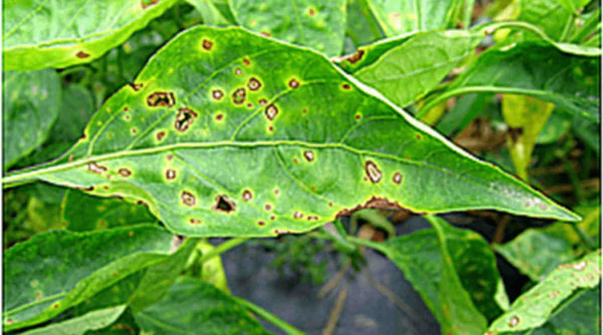 मिर्च उत्पादन (तस्वीर साभार: TNAU) Chilli Disease मिर्च उत्पादन