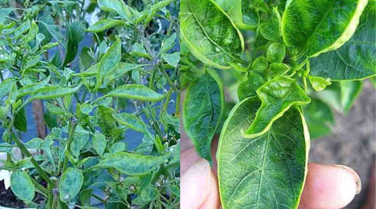 मिर्च उत्पादन Chilli Disease - मिर्च उत्पादन
