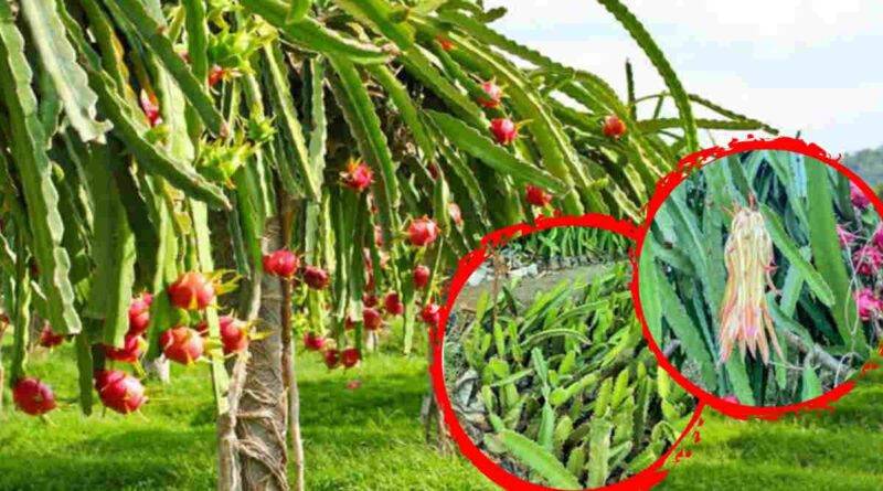 Dragon Fruit Farming ड्रैगन फ्रूट की खेती