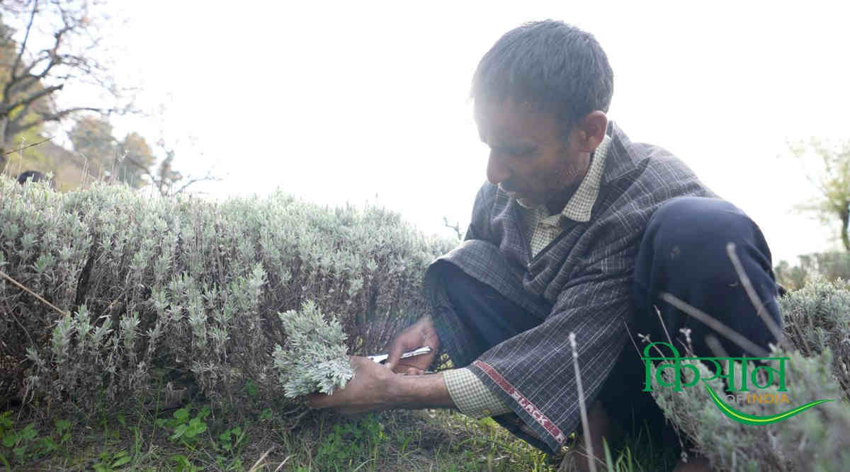 Lavender Farming लैवेंडर की खेती