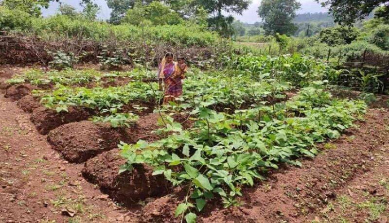 Nutri Garden - न्यूट्री गार्डन