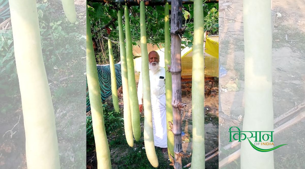 Prof Sheo Pujan Singh Lauki Purush - लौकी की खेती