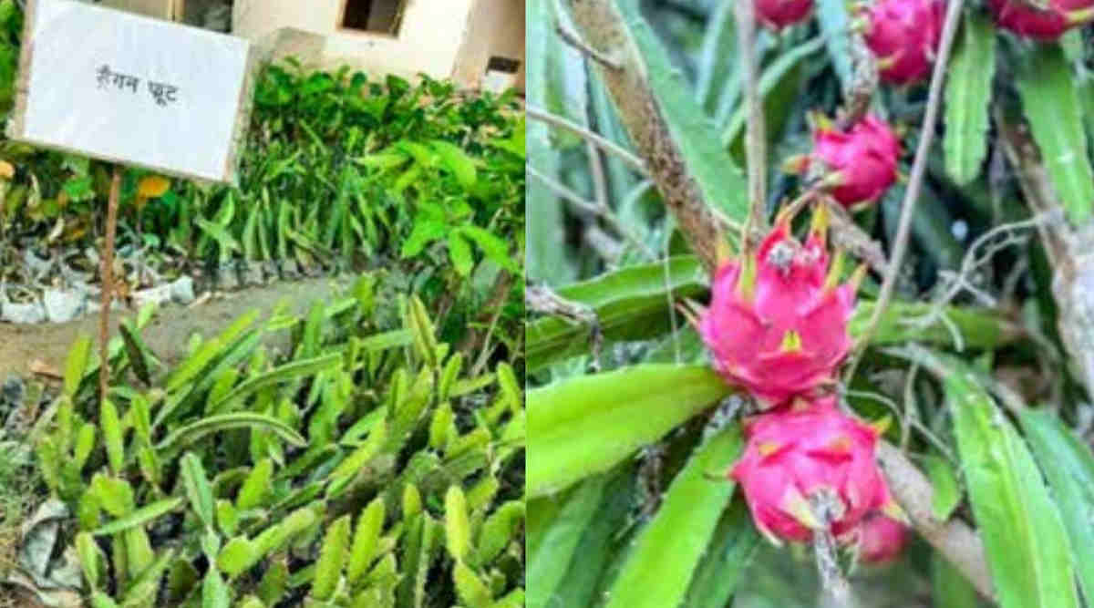 Dragon Fruit Farming ड्रैगन फ्रूट की खेती – Pitaya (पिताया) – तस्वीर साभार: agrifarming Dragon Fruit Farming: ड्रैगन फ्रूट की खेती