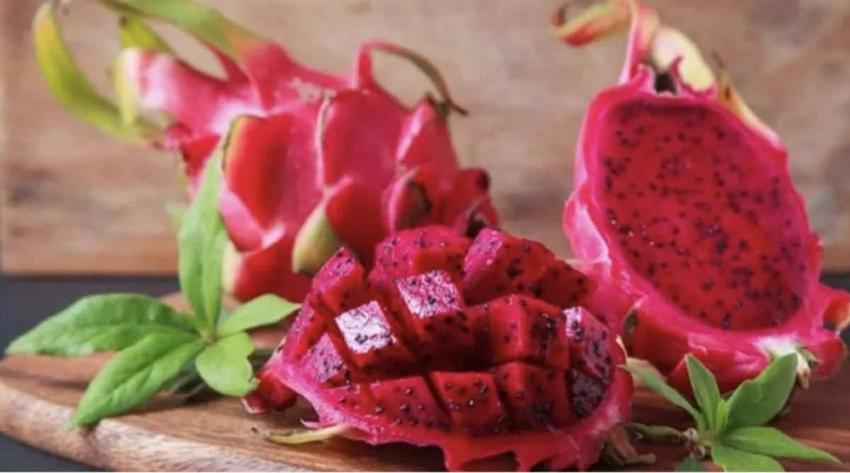 Dragon Fruit Farming ड्रैगन फ्रूट की खेती - Pitaya (पिताया) Dragon Fruit Farming ड्रैगन फ्रूट की खेती
