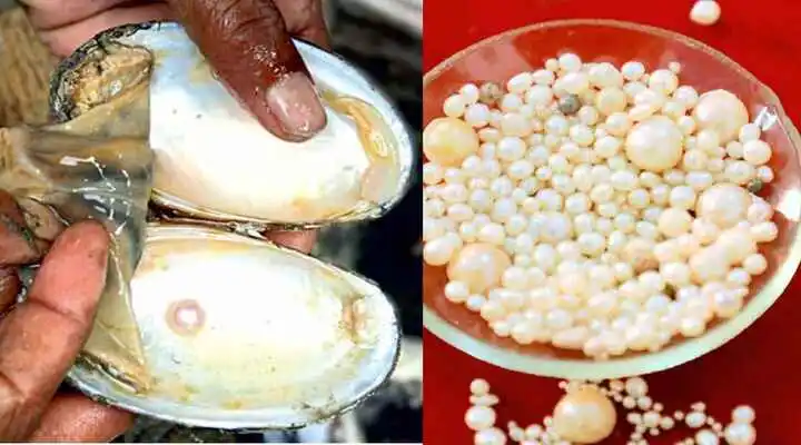 Pearl Farming Training Guide: कैसे करें मोती की खेती? कहां से लें मुफ़्त ट्रेनिंग