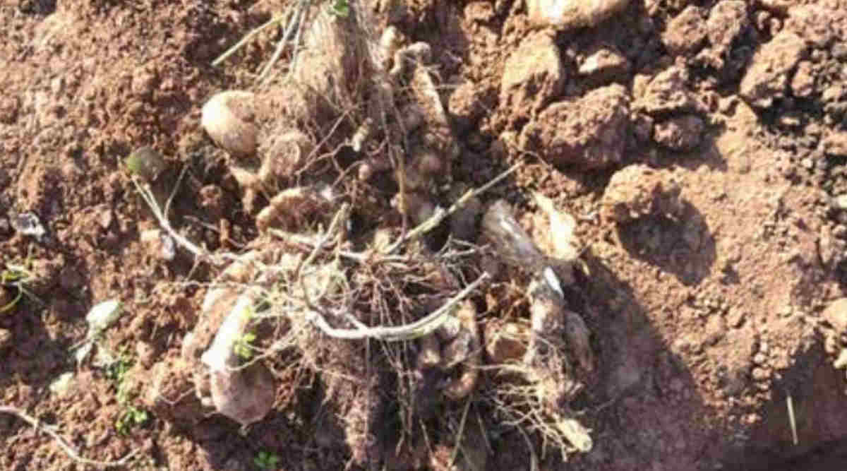 रतालू की खेती greater yam farming ratalu ki kheti