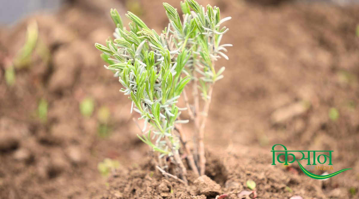 लैवेंडर की खेती lavender farming