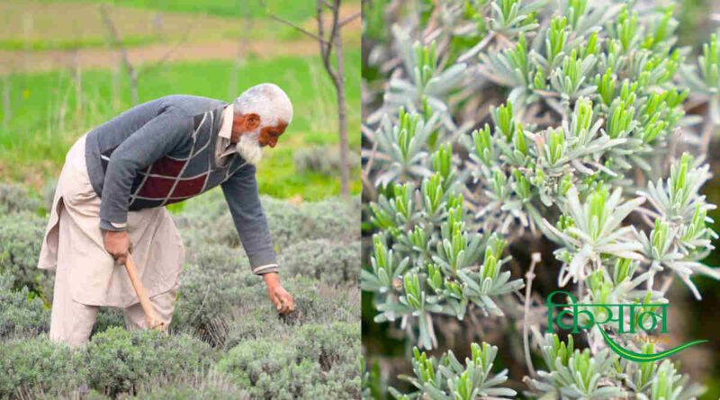 लैवेंडर की खेती lavender farming