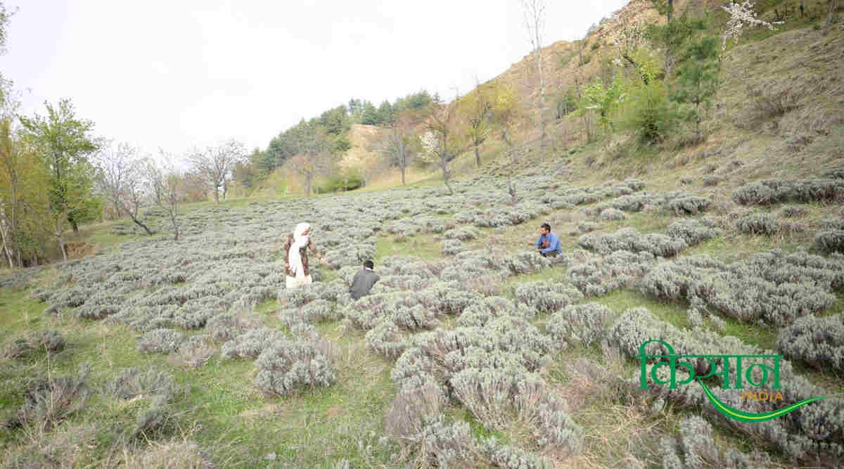 लैवेंडर की खेती lavender farming 2