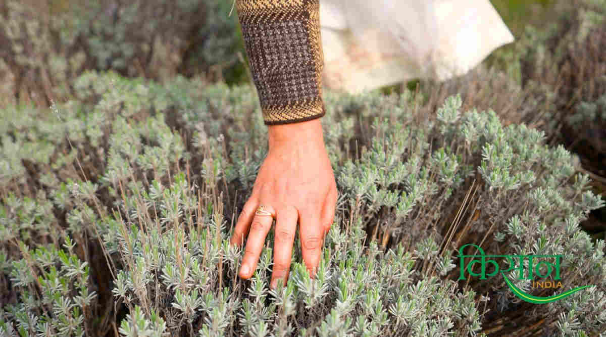 लैवेंडर की खेती lavender farming
