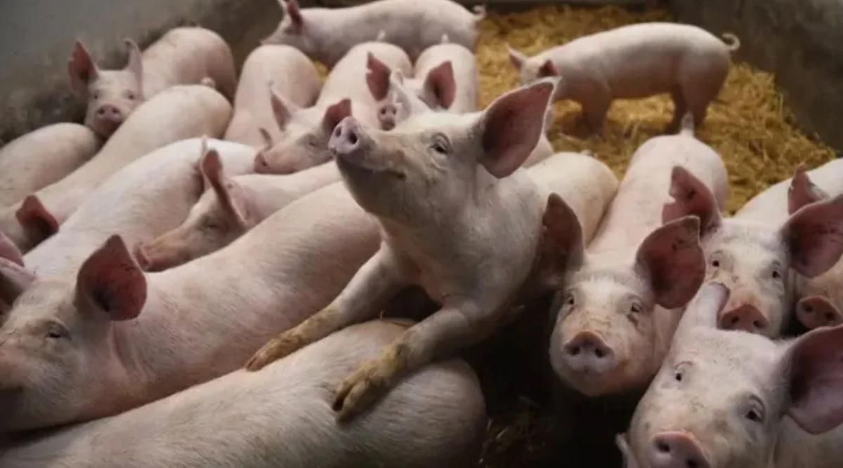 सूअर पालन pig farming