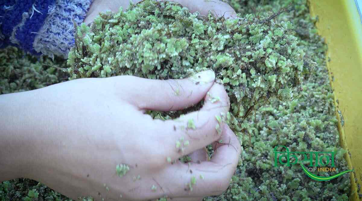 Azolla Cultivation अजोला की खेती 2