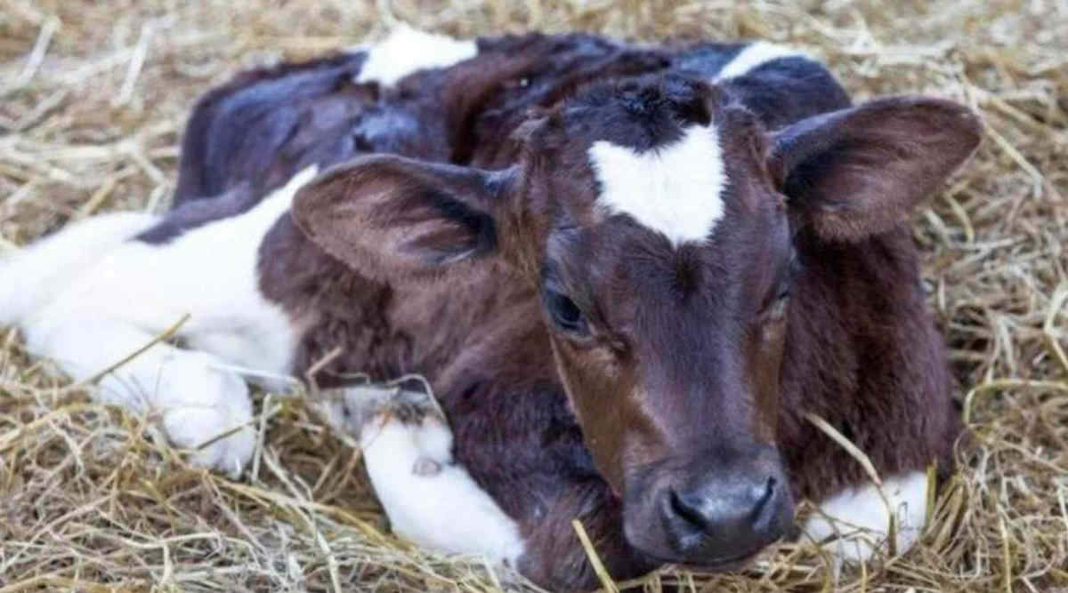 Dairy Cattles: जानिए नवजात बछड़ों को जन्म के वक़्त और जन्म के बाद होने वाले रोगों से कैसे बचाएं